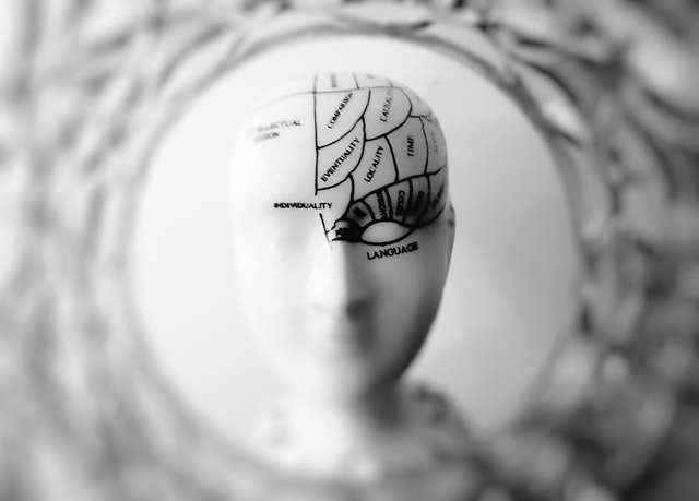 image-of-brain-head-model-brain-exposed-psychosis