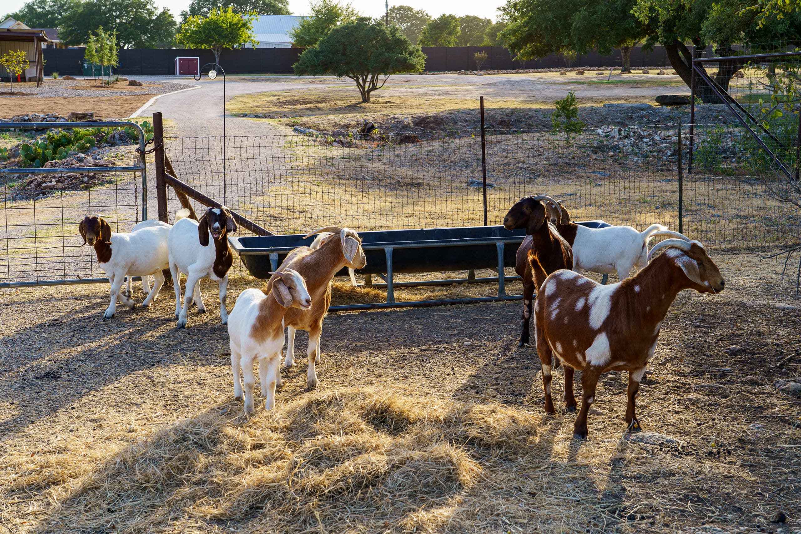 Primary Long-Term Addiction Treatment at the Ranch -- farm animals
